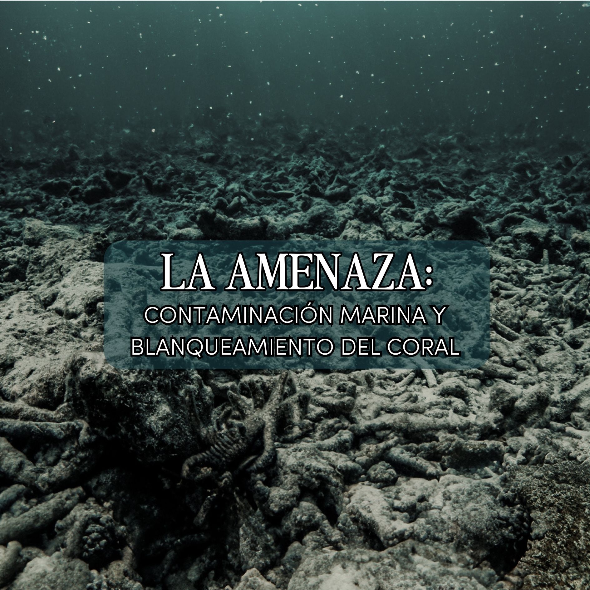 Contaminación Marina